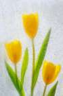 Tulips in ice Art Print